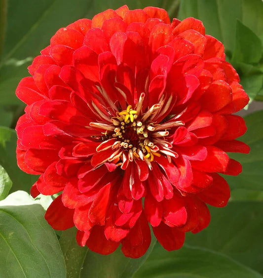 Zinnias, Cherry Queen