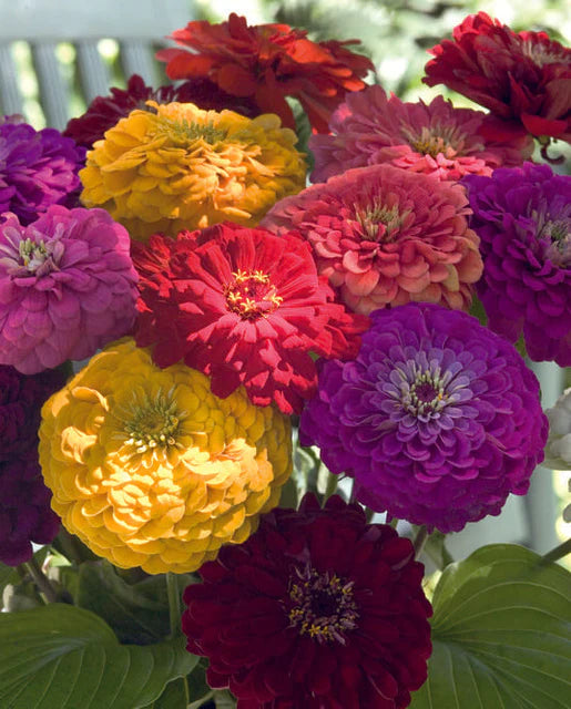 Benary's Giant Mix Seeds