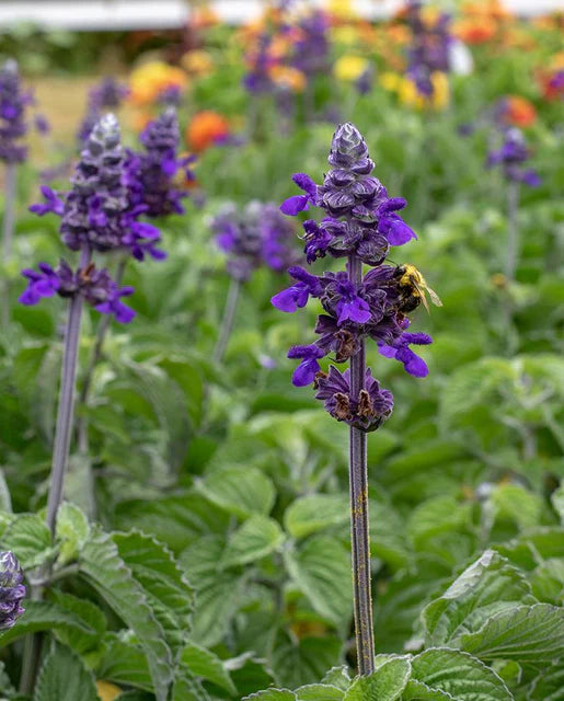 Flower Salvia Big Blue