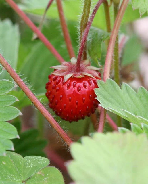 Mignonette Alpine Strawberry Seeds