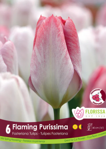 Bulbs, Tulip, Flaming Purissima