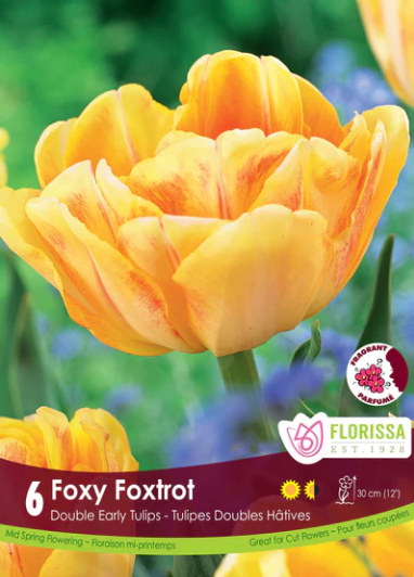 Bulbs, Tulip, Foxy Foxtrot