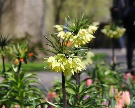 Fritillaria Raddeana