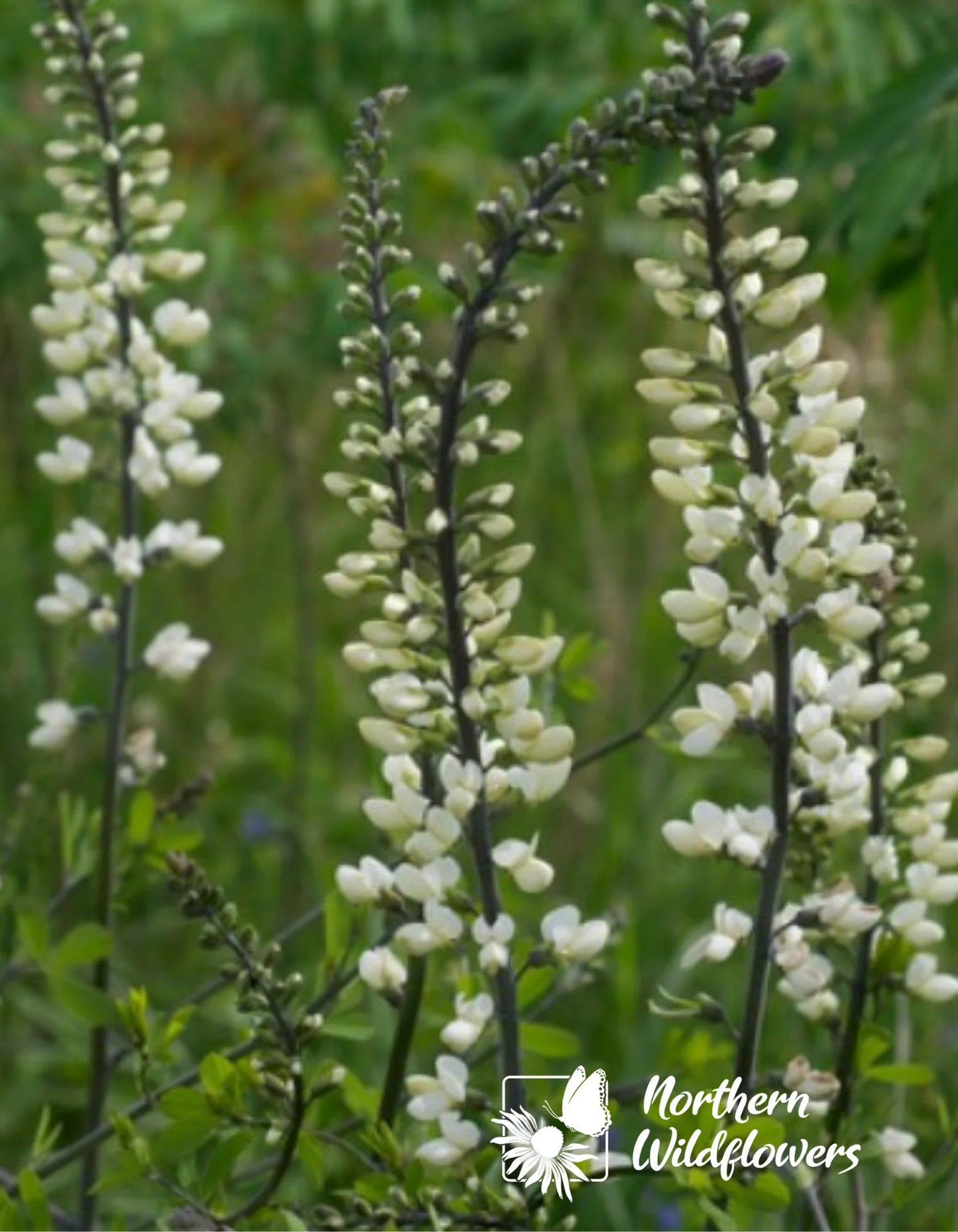 Seeds White Wild Indigo