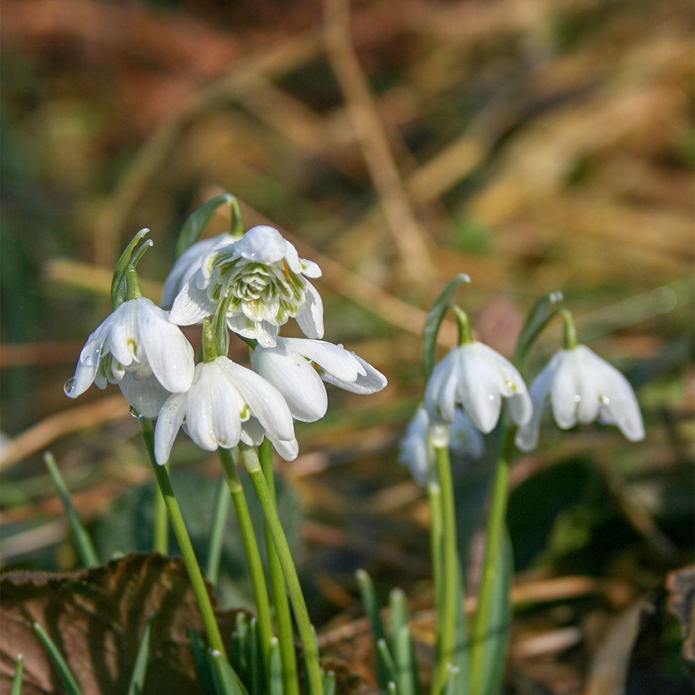 Galanthus Nivalis Flore Pleno