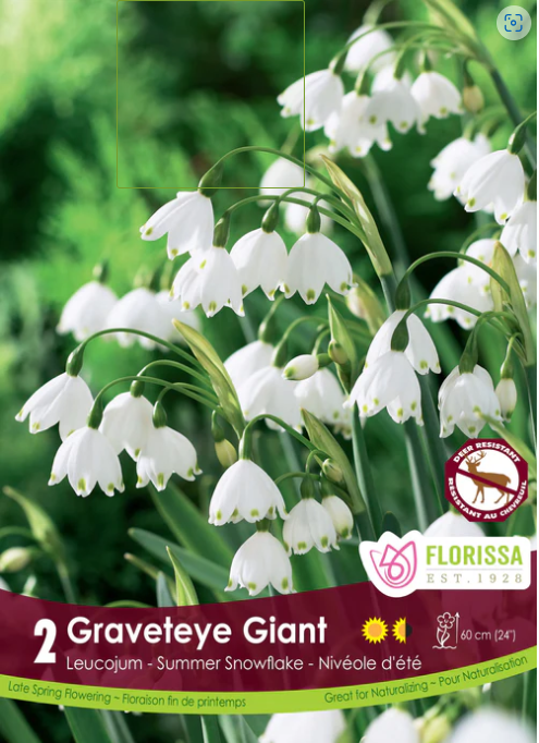 Leucojum Gravetye Giant 2/pk