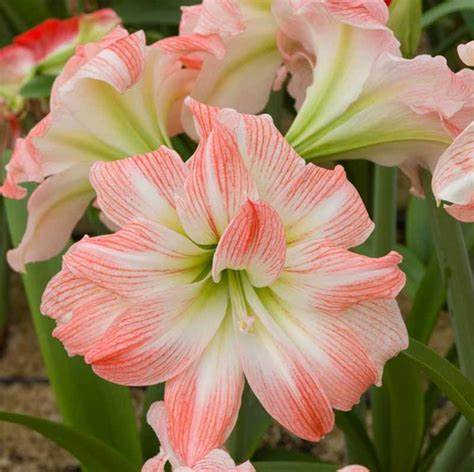 Amaryllis Giant Amadeus