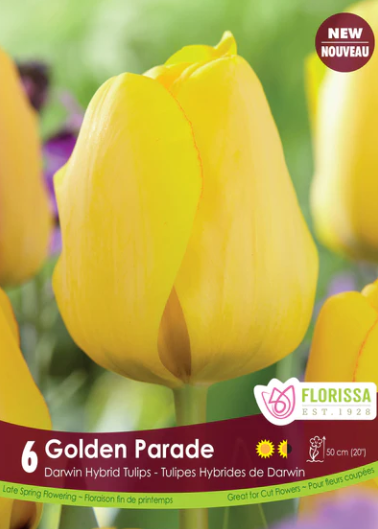 Bulbs, Tulip, Golden Parade