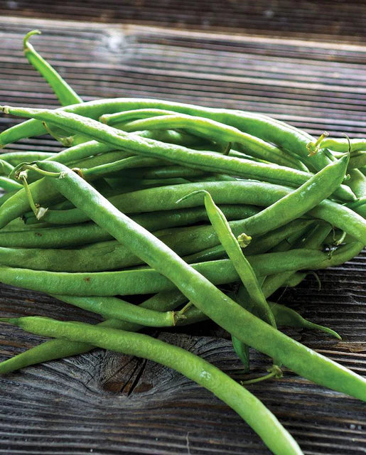 Bean Bush Beans Goliath