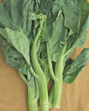 Load image into Gallery viewer, Broccoli Gai Lan Green Pearl
