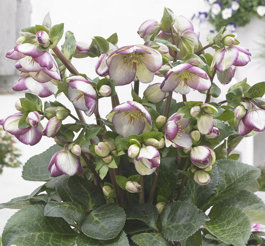 Hellebore - FrostKiss - Glenda's Gloss 1GAL