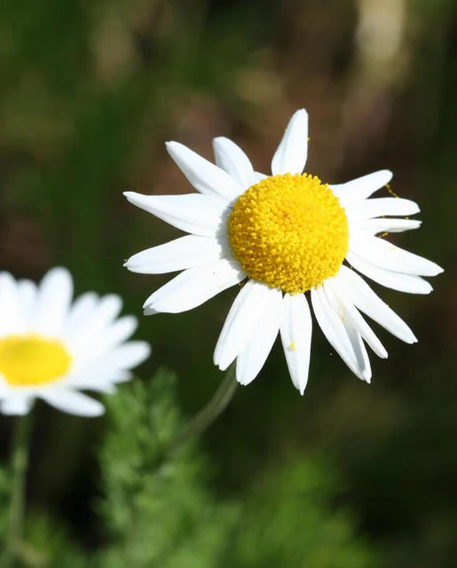 Organic German Chamomile Seeds