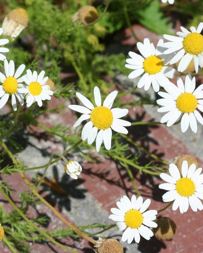 Organic German Chamomile Seeds