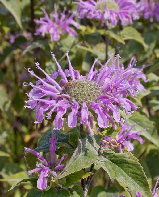 Wild Bergamot Seeds