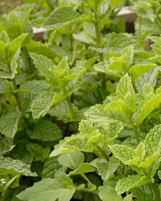 Peppermint Seeds