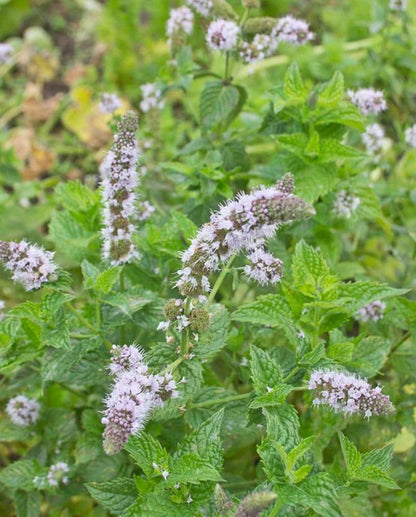 Peppermint Seeds