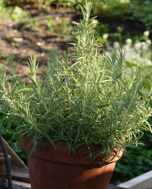 Rosemary Seeds