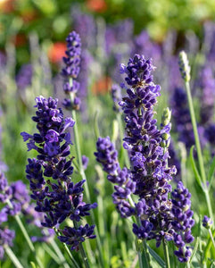 Herb Lavender Blue Spear (10 Seeds)