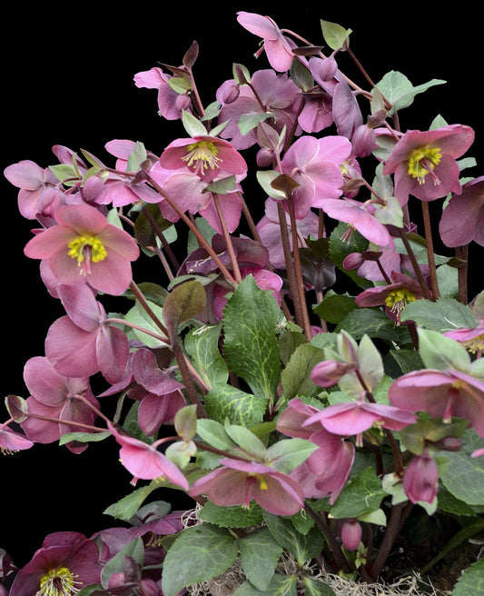 Hellebore - FrostKiss - Anna's Red 1GAL