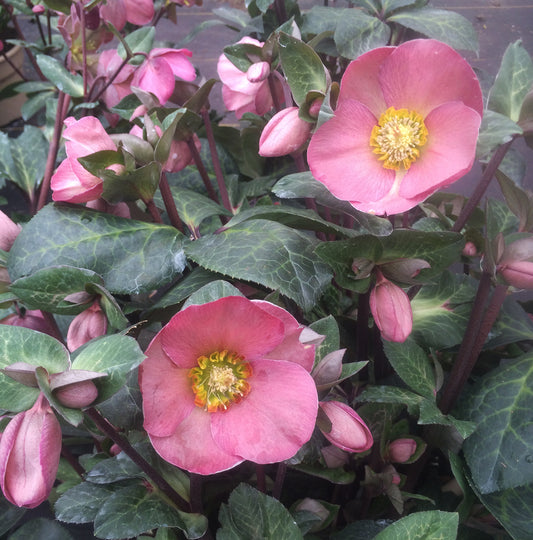 Hellebore - FrostKiss - Penny`s Pink 1GAL