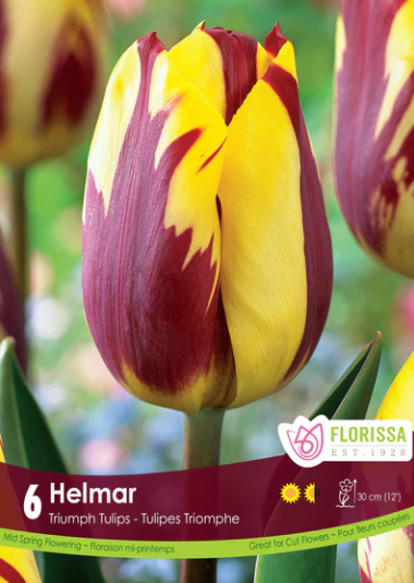 Bulbs, Tulip, Helmar