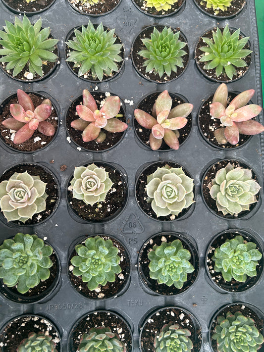 Succulent Assorted 2.5"