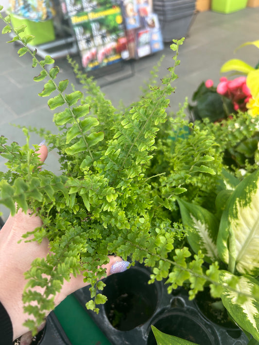 3.5 Ferns Assorted