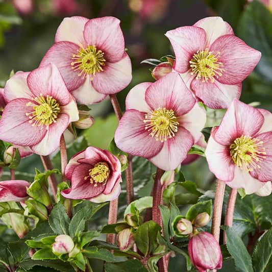 Hellebore - Ice n' Roses - Carlotta 1GAL