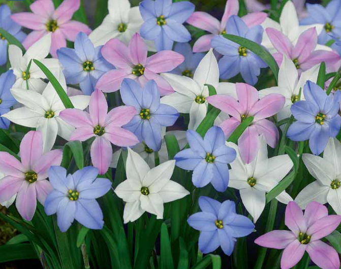 Ipheion Mixed