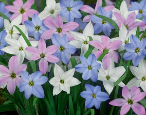 Bulbs, Ipheion, Mixed