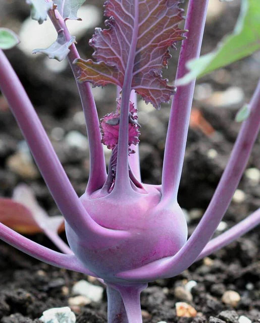 Kohlrabi Seeds Kolibri coated