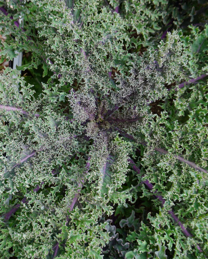 Medusa Kale Seeds