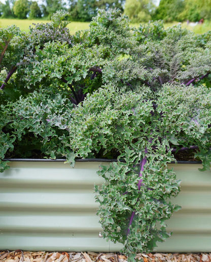 Medusa Kale Seeds