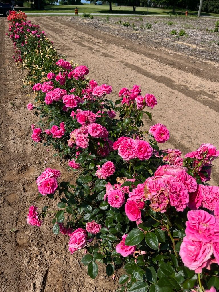 The Kathy Dembroski Rose