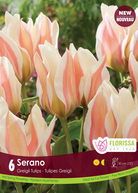 Tulip Serano 6/pk