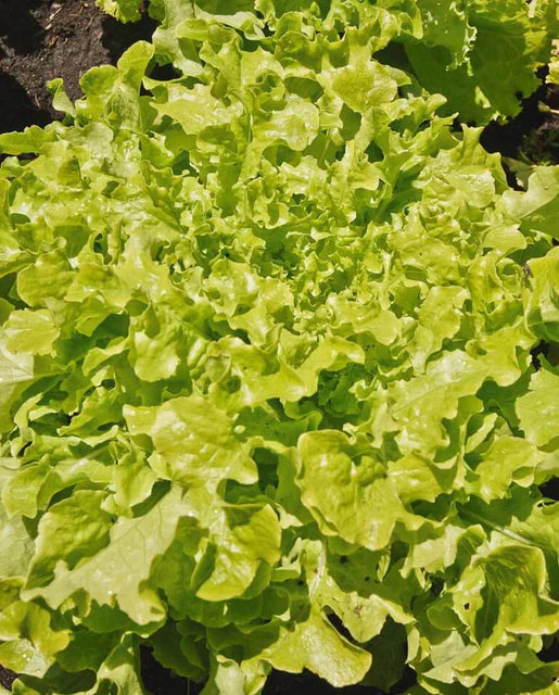 Salad Bowl Lettuce Seeds