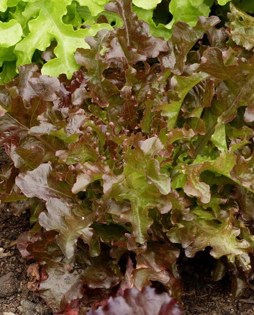 Lettuce Red Salad Bowl