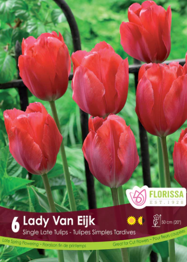 Bulbs, Tulip, Lady Van Eijk
