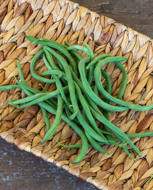 Bean Pole Beans Lazy Housewife – TBG Garden Shop