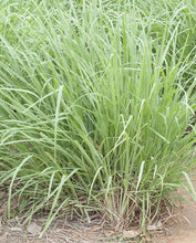 Load image into Gallery viewer, Herb Lemongrass
