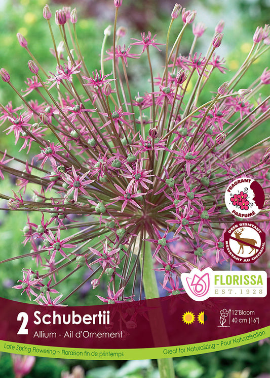 Allium Schubertii 2/pk