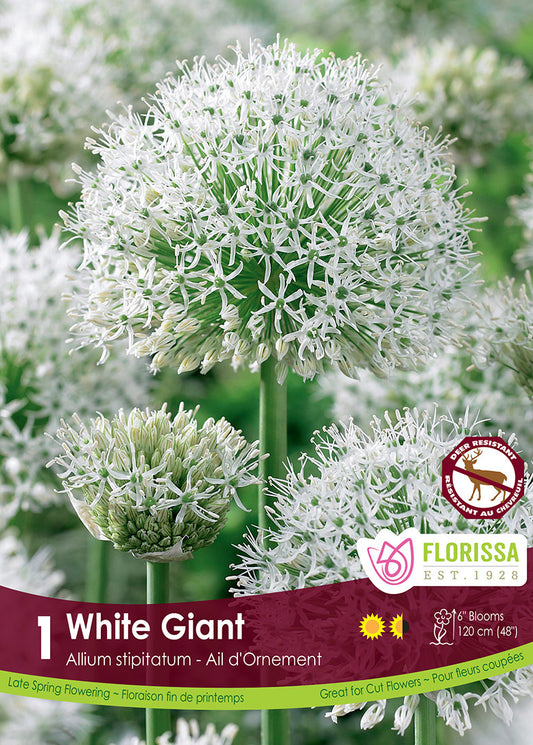Allium White Giant 1/pk