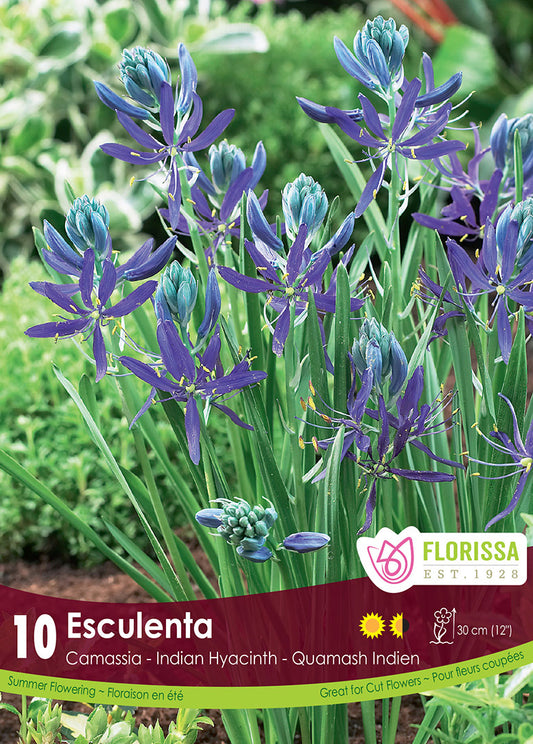 Camassia Esculenta Quamash 10/pk