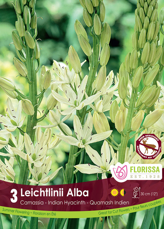 Camassia Leichtlinii Alba 3/pk
