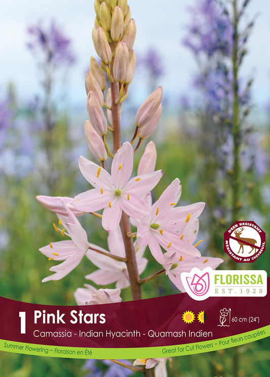 Camassia Pink Stars Tops 1/pk
