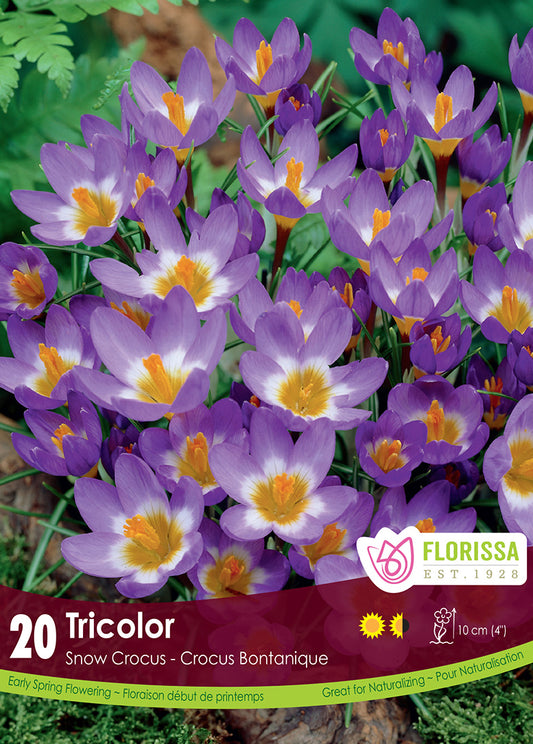 Snowcrocus Tricolor 20/pk