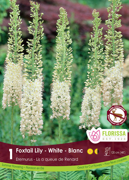 Eremurus White Tops 1/pk