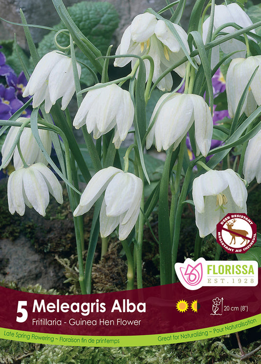 Fritillaria Meleagris 5/pk