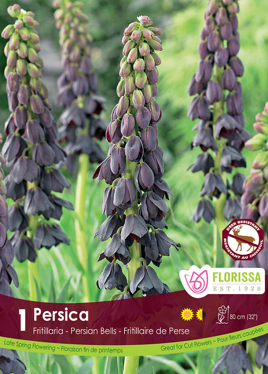 Fritillaria Persica 1/pk