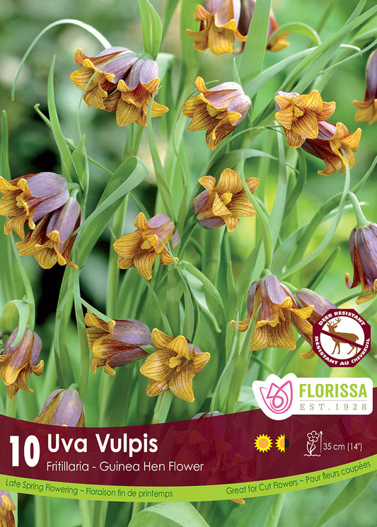 Fritillaria Uva Vulpis 10/pk